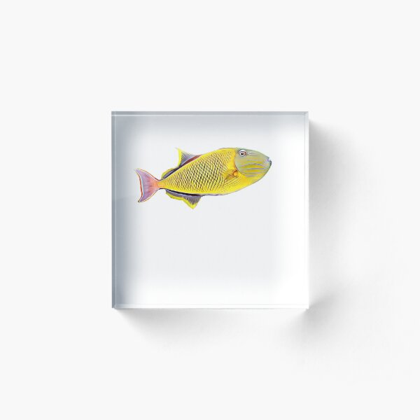 Crosshatch Trigger Saltwater reef aquarium fish tank Acrylic Block