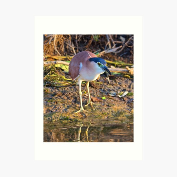 NT ~ WADER ~ Nankeen Night Heron 3BWP4WKH by David Irwin Art Print