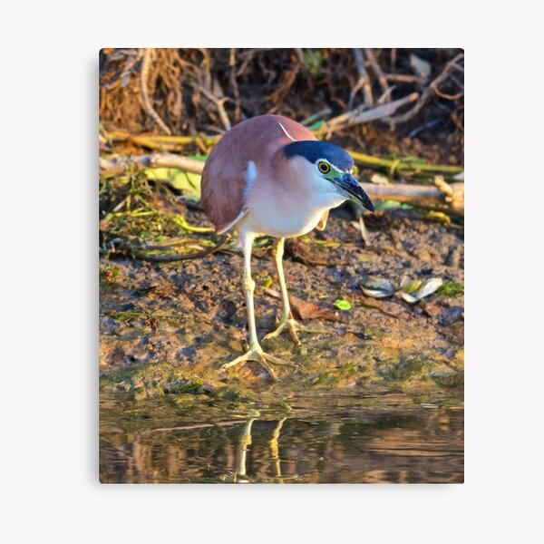 NT ~ WADER ~ Nankeen Night Heron by David Irwin Canvas Print