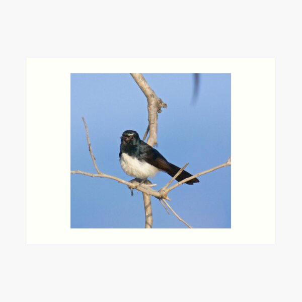 NT ~ FANTAIL ~ Willie Wagtail by David Irwin Art Print