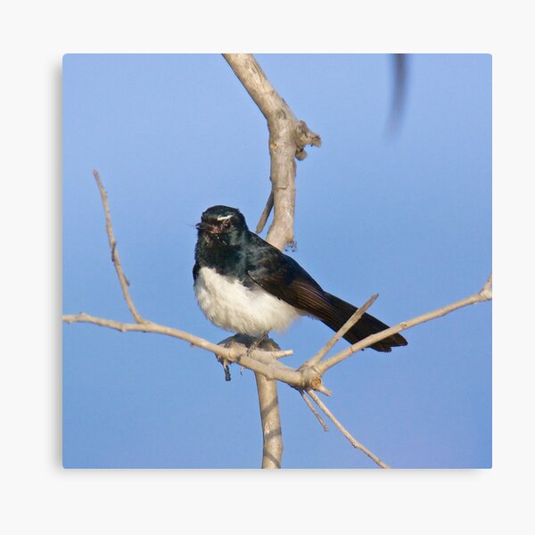 NT ~ FANTAIL ~ Willie Wagtail j4XKAodr by David Irwin Canvas Print