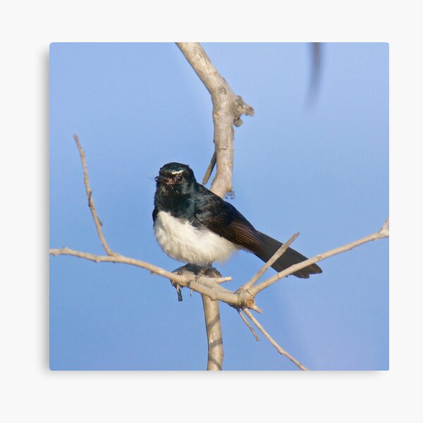 NT ~ FANTAIL ~ Willie Wagtail j4XKAodr by David Irwin Metal Print