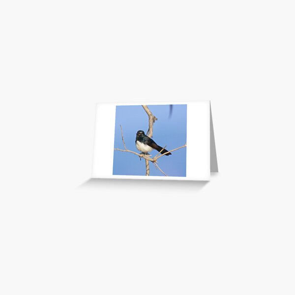 NT ~ FANTAIL ~ Willie Wagtail j4XKAodr by David Irwin Greeting Card