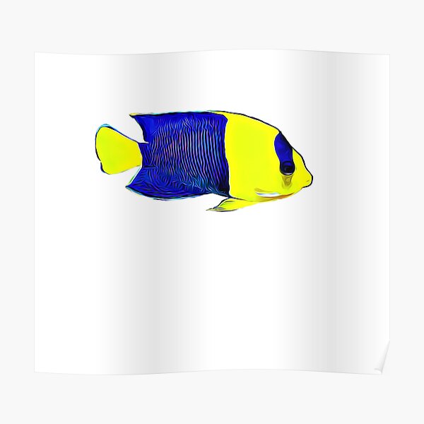 "Bicolor Angelfish Saltwater reef aquarium fish tank" Poster for Sale