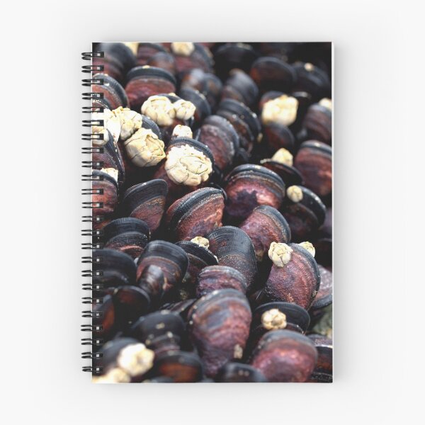 Item preview, Moored Mussles designed and sold by Aileen David.