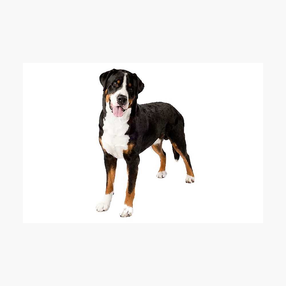 greater swiss mountain dog puppies for sale near me