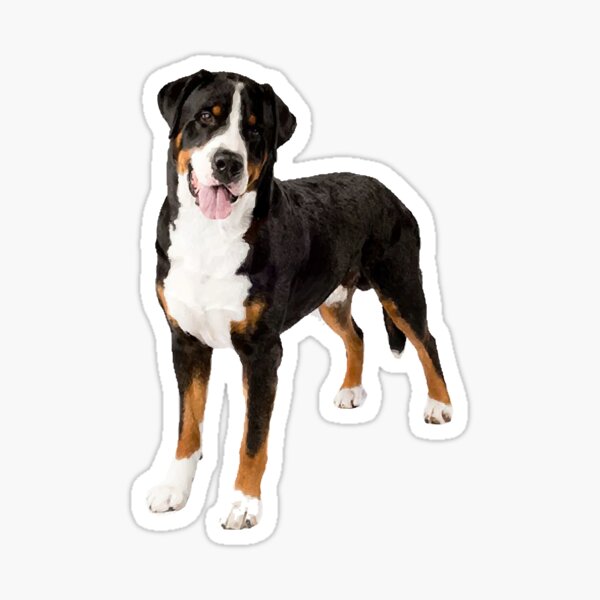 Greater Swiss Mountain Dog Sticker