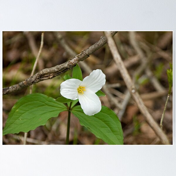 Artikelvorschau, White Trillium (Trillium grandiflorum) entworfen und verkauft von Mike Oxley.