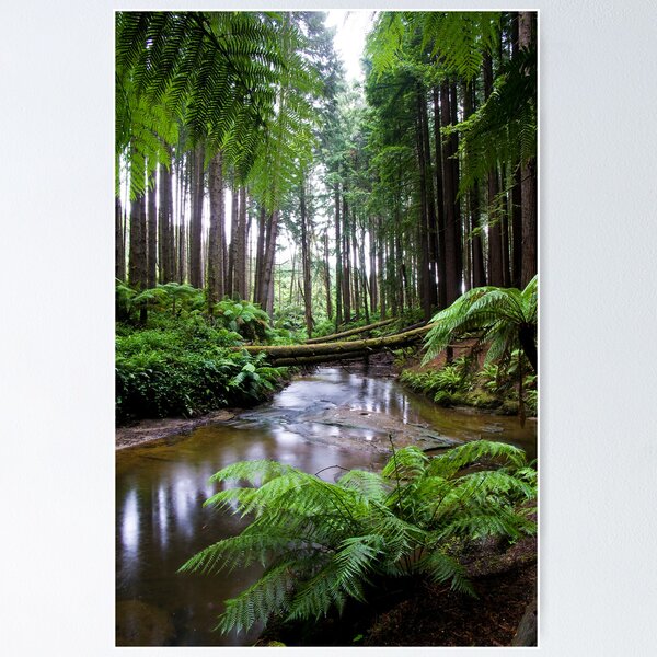 Item preview, Redwood Forest Stream designed and sold by Matt  Streatfeild.