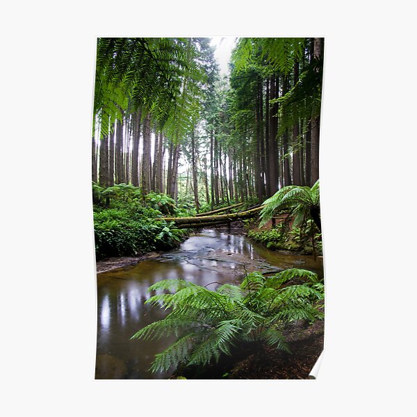 Redwood Forest Stream Poster