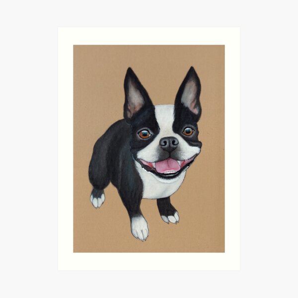 Boston Terrier Art Print