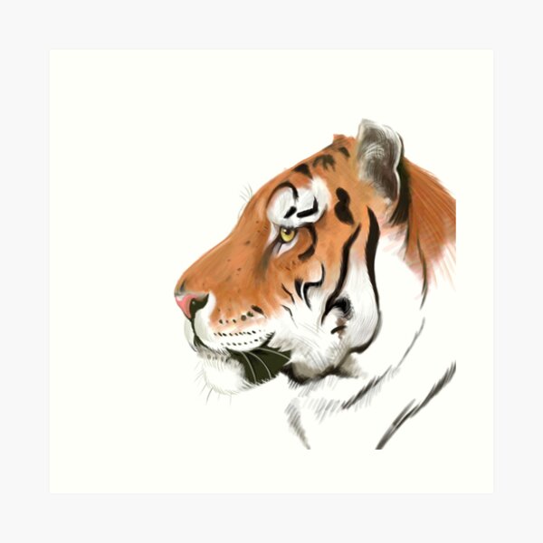 Portrait of a Tiger on white background Art Print