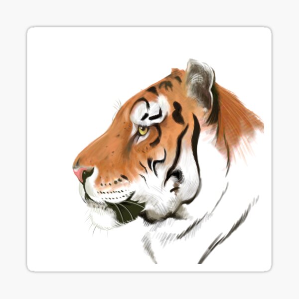 Portrait of a Tiger on white background Sticker
