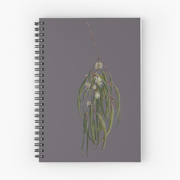 Item preview, Gum Leaves, Eucalyptus leaves and flowers. Native Australian plant, botanic fine art drawing. designed and sold by RachaelCurryArt.