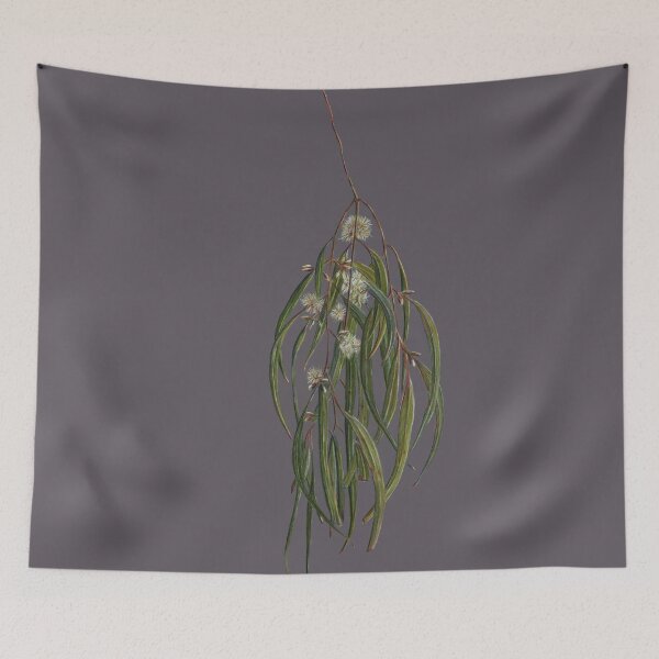 Item preview, Gum Leaves, Eucalyptus leaves and flowers. Native Australian plant, botanic fine art drawing. designed and sold by RachaelCurryArt.