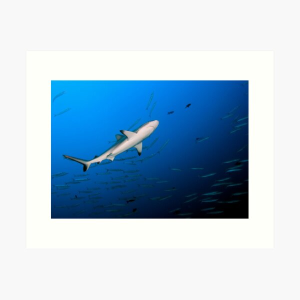 Reef Shark Art Print
