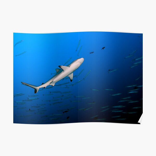 Reef Shark Poster
