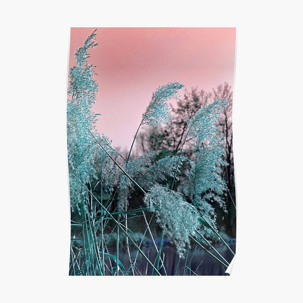 Delicate grasses Poster