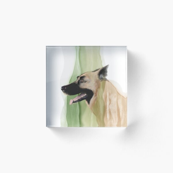 Portrait of a Norwegian Elk Hound Acrylic Block