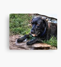 Ruffus And His Obsession ~ 1 Canvas Print