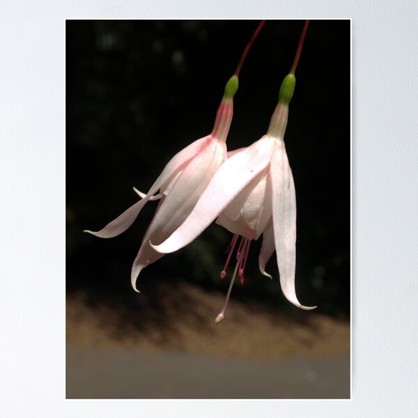 Item preview, Fuchsia, white with pink stripes designed and sold by Bev Pascoe.