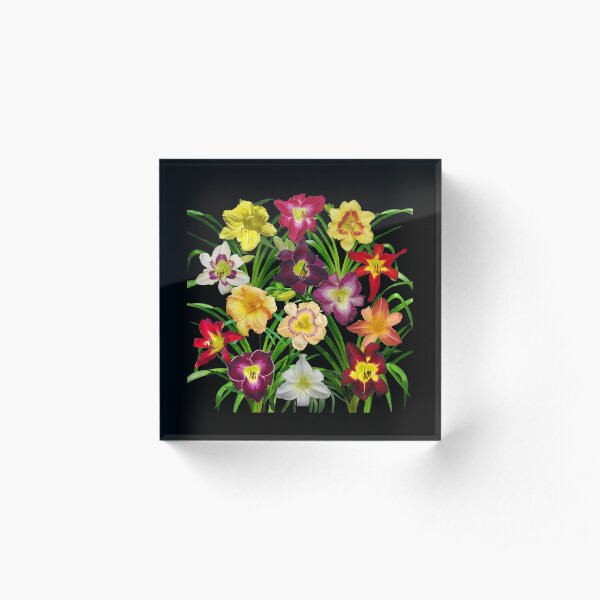 Display of Daylilies I - on black Acrylic Block