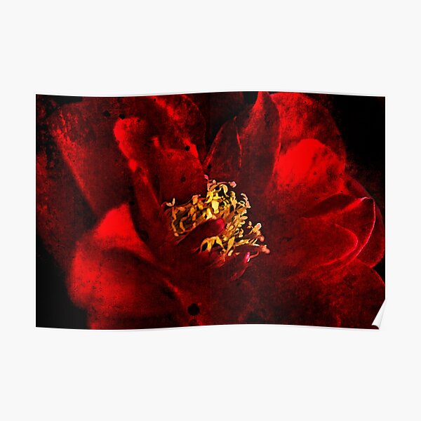 Camelia Poster
