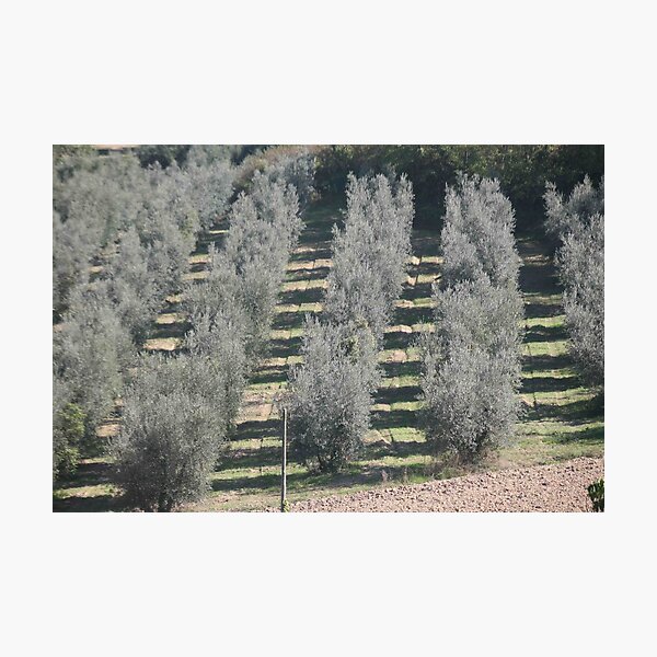 Item preview, Olive Orchard designed and sold by phil decocco.