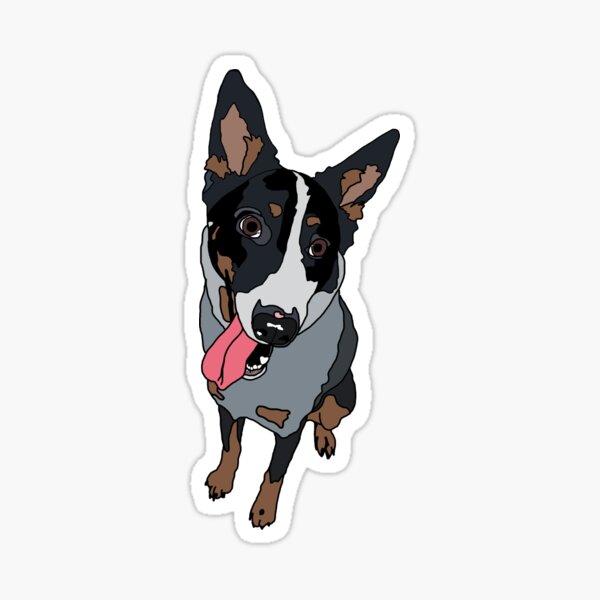 Blue Heeler Stickers | Redbubble