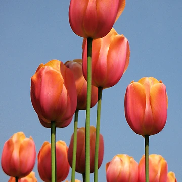 Artwork thumbnail, Spring by DavidROMAN