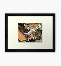 Kittens Framed Print