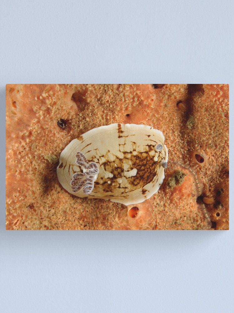 Alternate view of Nudibranch - Aphelodoris varia Canvas Print