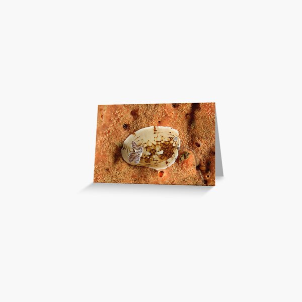 Nudibranch - Aphelodoris varia Greeting Card