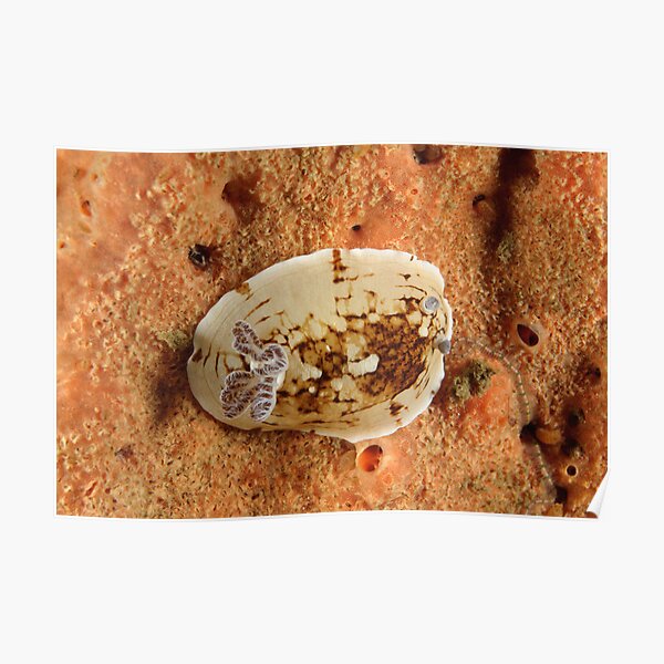 Nudibranch - Aphelodoris varia Poster