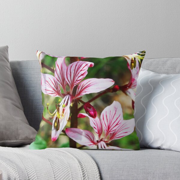Item preview, Lycoris, Peppermint Surprise Lily (Lycoris incarnata) designed and sold by Sunil Bhardwaj.