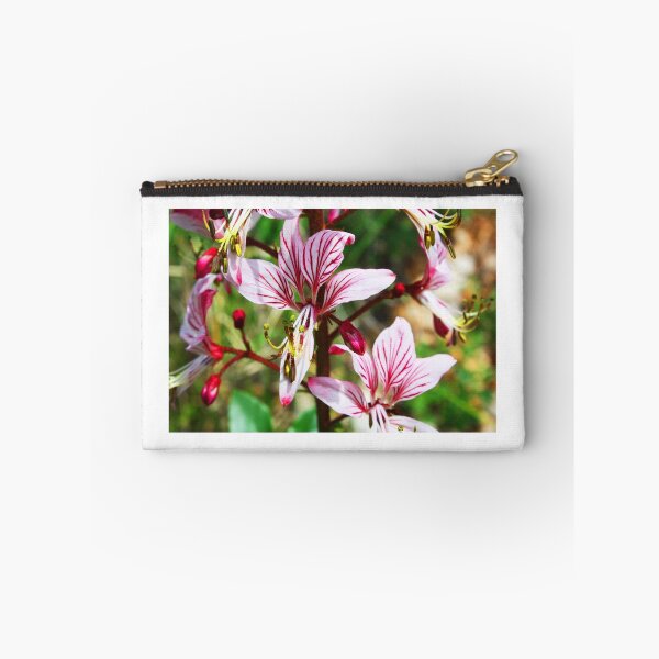 Item preview, Lycoris, Peppermint Surprise Lily (Lycoris incarnata) designed and sold by Sunil Bhardwaj.
