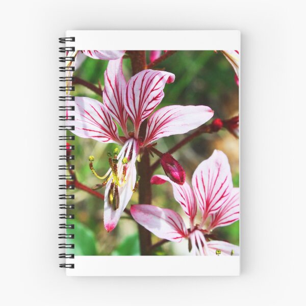 Item preview, Lycoris, Peppermint Surprise Lily (Lycoris incarnata) designed and sold by Sunil Bhardwaj.