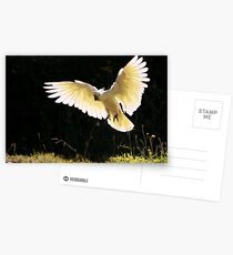 Angelic Wings Postcards