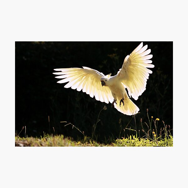 Angelic Wings Photographic Print