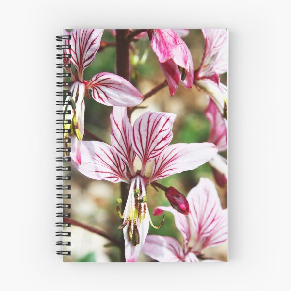 Item preview, Lycoris, Peppermint Surprise Lily (Lycoris incarnata) designed and sold by Sunil Bhardwaj.