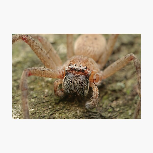 Shield Hunstman Photographic Print