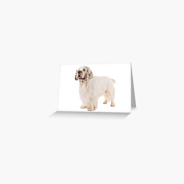 Clumber Spaniels Greeting Card