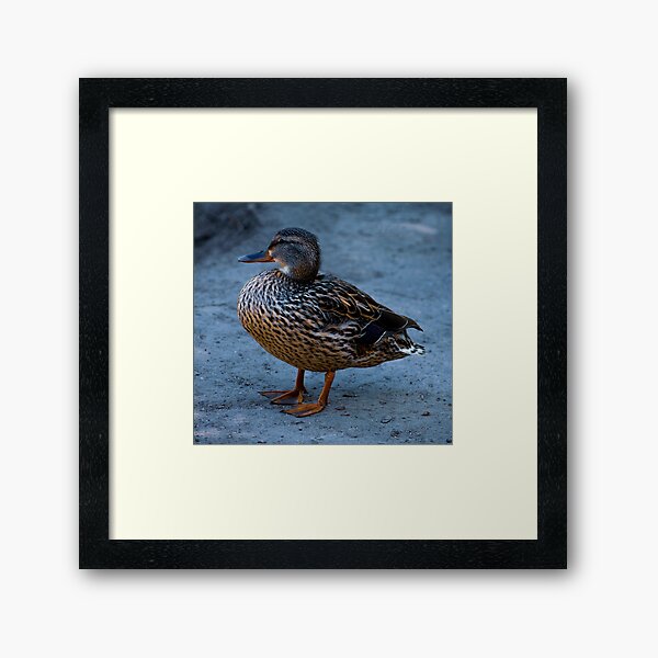 Portrait Of A Female Mallard Framed Art Print