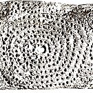 #Spiral #Circle #2Dshape #Motif #Visualarts #Prehistory #nature #pattern #food #rough #horizontal #closeup #textured #separation #nopeople #crosssection by znamenski