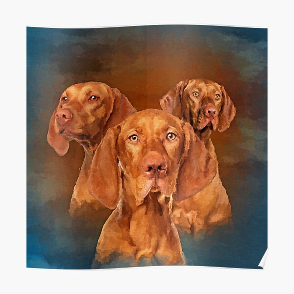 Vizsla - ungarische Zeiger Collage Poster