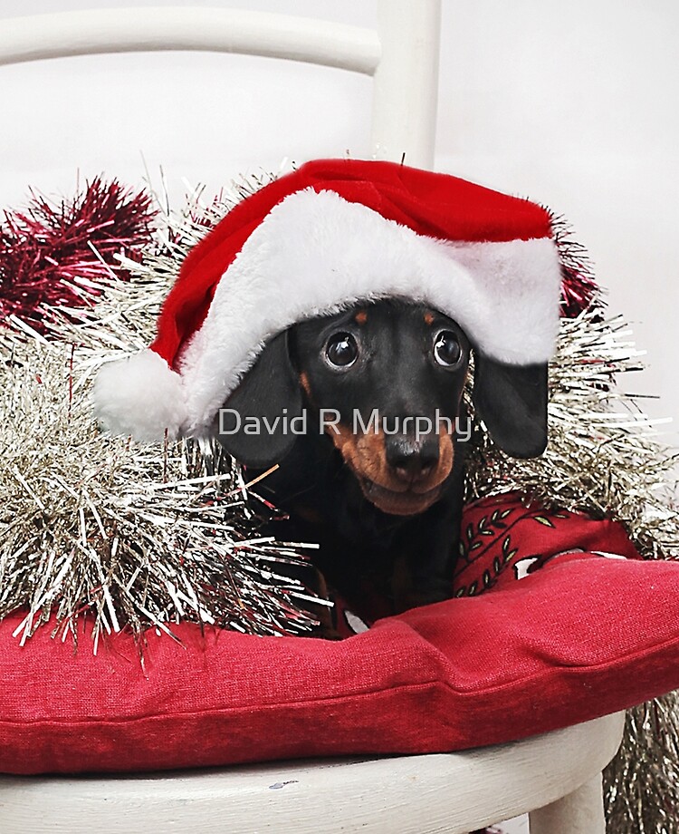 dachshund santa