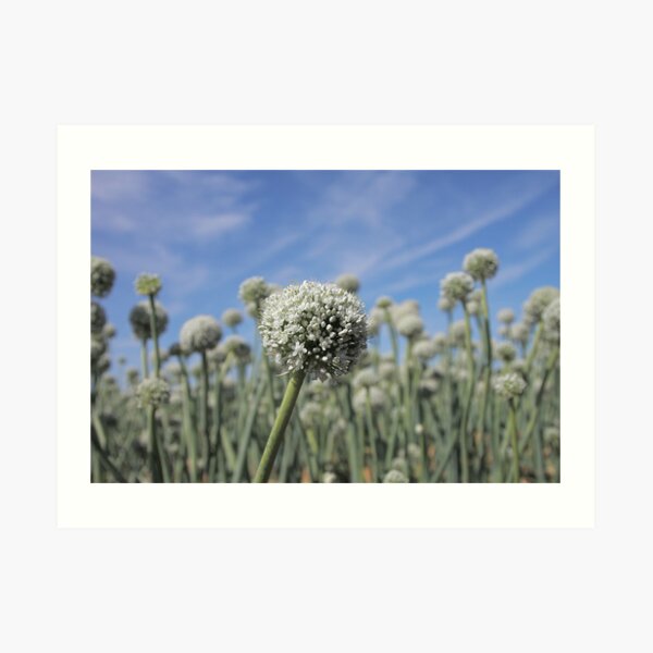 Extra Large Onion Art Print