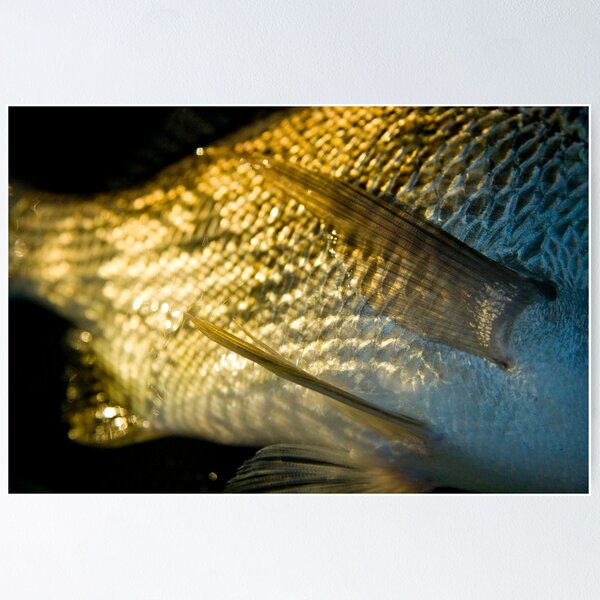Item preview, Bream in morning light designed and sold by Alex Evans.