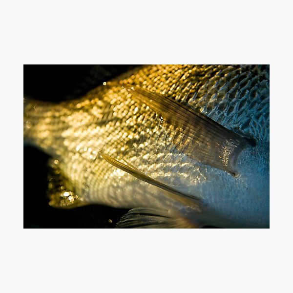 Item preview, Bream in morning light designed and sold by Alex Evans.