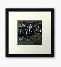 Fungus Framed Print